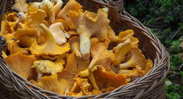 Chanterelle and mushroom mushrooms: differences, photo