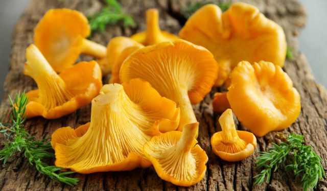 Chanterelle and mushroom mushrooms: differences, photo