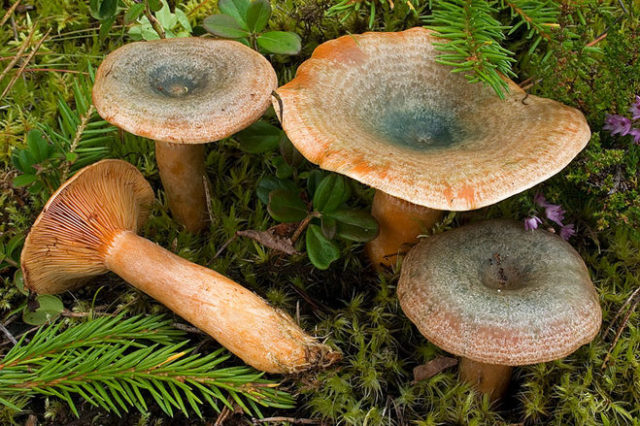 Chanterelle and mushroom mushrooms: differences, photo