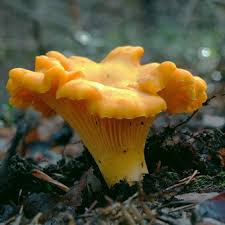 Chanterelle and mushroom mushrooms: differences, photo