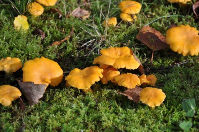 Chanterelle and mushroom mushrooms: differences, photo