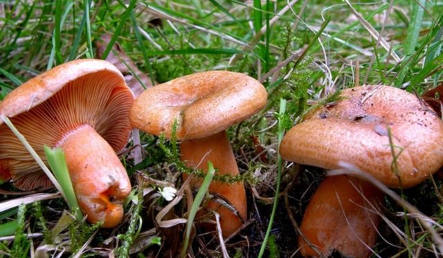 Chanterelle and mushroom mushrooms: differences, photo