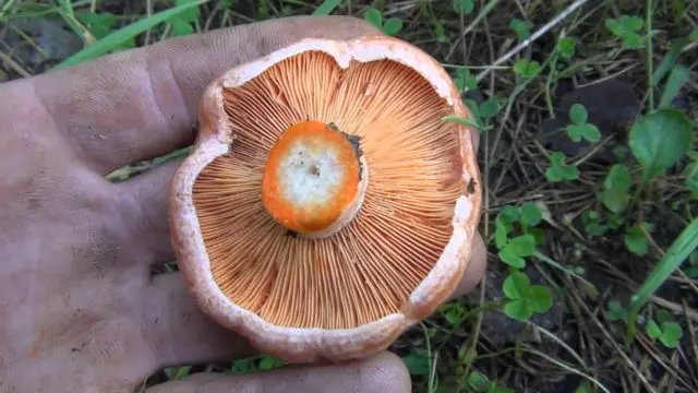 Chanterelle and mushroom mushrooms: differences, photo