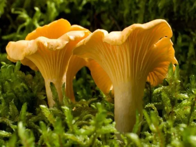 Chanterelle and mushroom mushrooms: differences, photo