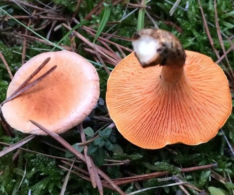 Chanterelle false (Hygrophoropsis aurantiaca) photo and description