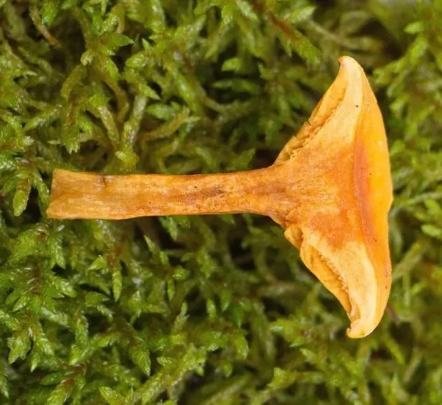 Chanterelle false (Hygrophoropsis aurantiaca) photo and description