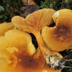 Chanterelle false (Hygrophoropsis aurantiaca) photo and description