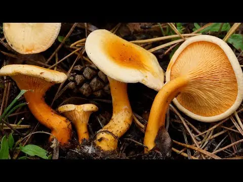 Chanterelle false (Hygrophoropsis aurantiaca) photo and description