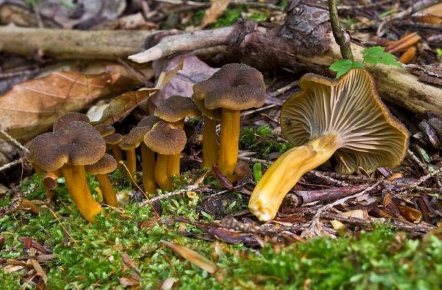 Chanterelle funnel (tubular): what it looks like and where it grows, recipes