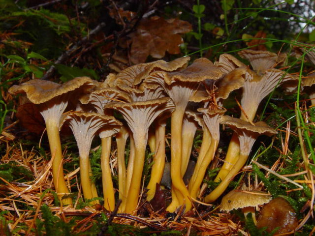 Chanterelle funnel (tubular): what it looks like and where it grows, recipes