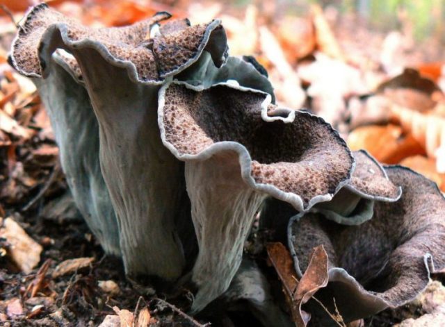 Chanterelle funnel (tubular): what it looks like and where it grows, recipes