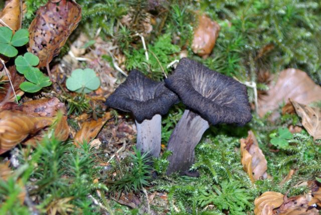 Chanterelle funnel (tubular): what it looks like and where it grows, recipes