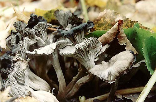 Chanterelle gray (Cantharellus cinereus) photo and description