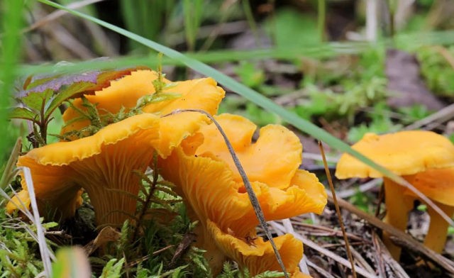 Chanterelle julienne: cooking recipes with photos