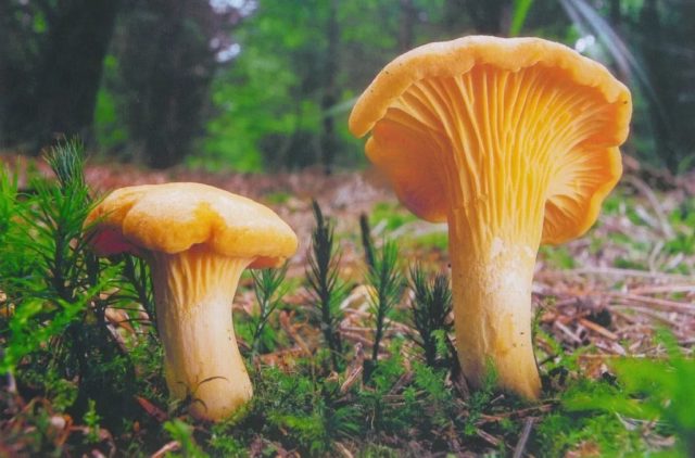 Chanterelle mushrooms: benefits and harms to the body, recipes for treatment