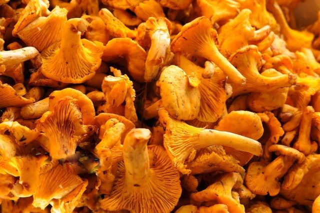 Chanterelle mushrooms: benefits and harms to the body, recipes for treatment