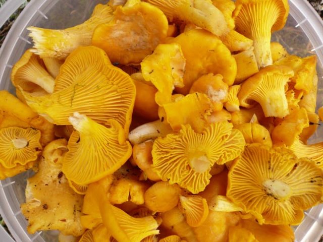 Chanterelle mushrooms: benefits and harms to the body, recipes for treatment