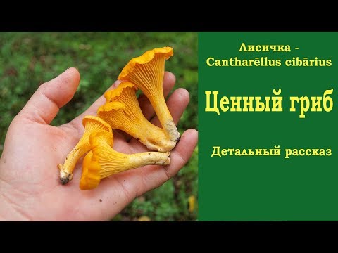 Chanterelle mushrooms: benefits and harms to the body, recipes for treatment