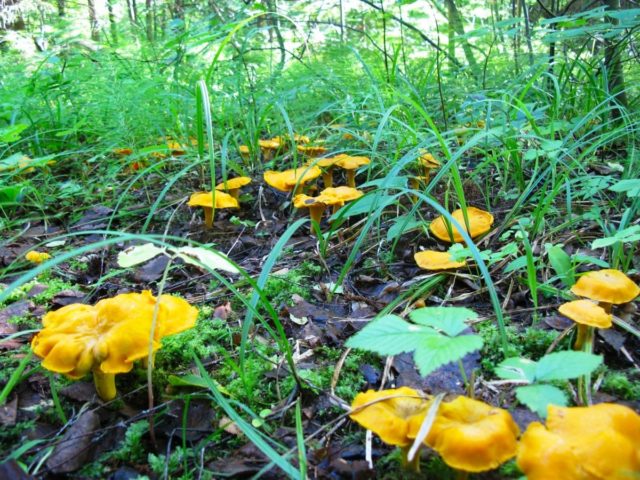 Chanterelle mushrooms: growing at home