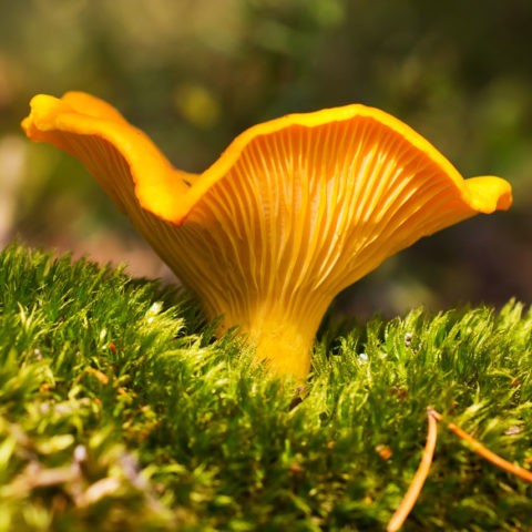 Chanterelle mushrooms: growing at home