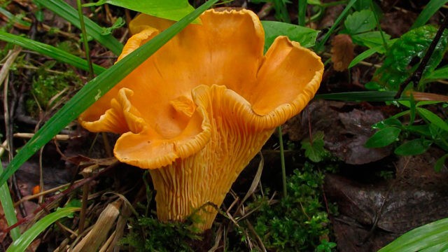 Chanterelle mushrooms: photo and description, why they called it that