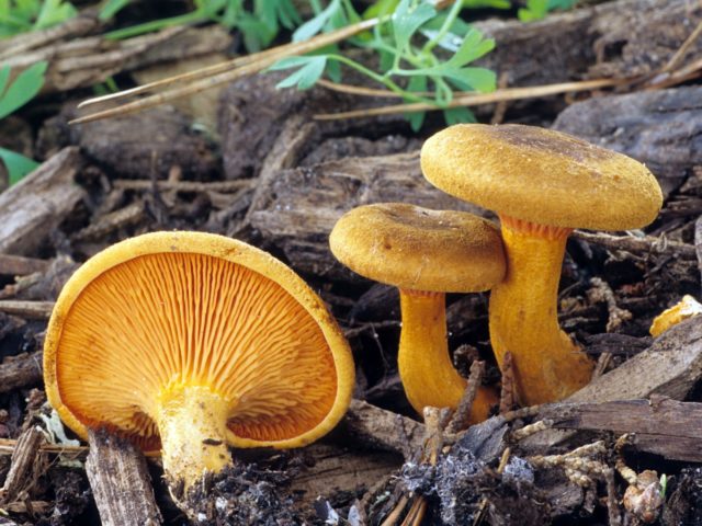 Chanterelle mushrooms: photo and description, why they called it that