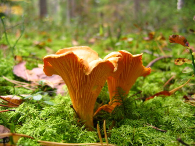 Chanterelle mushrooms: photo and description, why they called it that