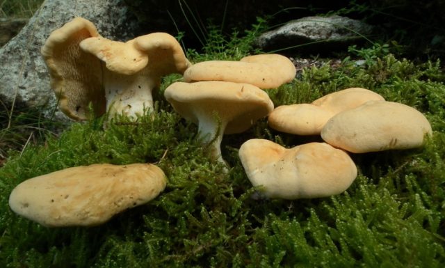 Chanterelle mushrooms: photo and description, why they called it that