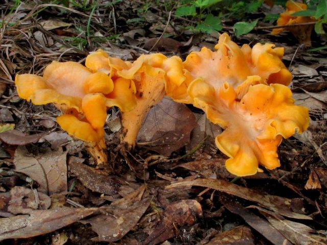 Chanterelle mushrooms: photo and description, why they called it that