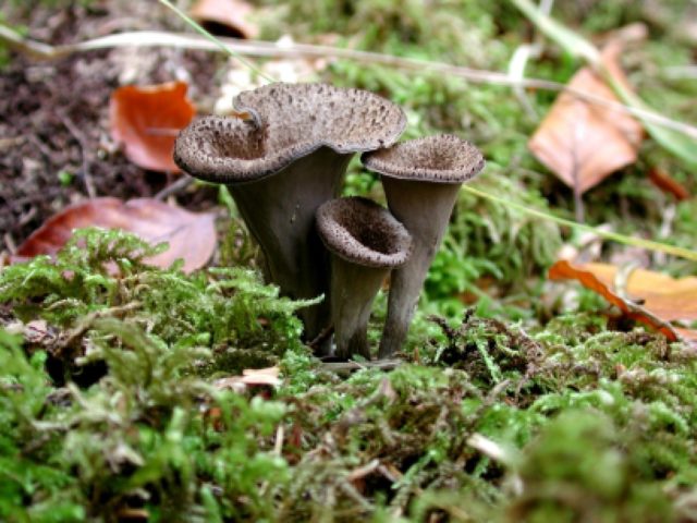 Chanterelle mushrooms: photo and description, why they called it that