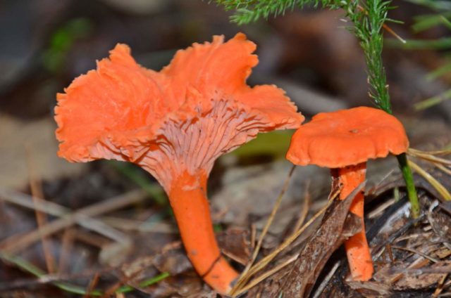 Chanterelle mushrooms: photo and description, why they called it that