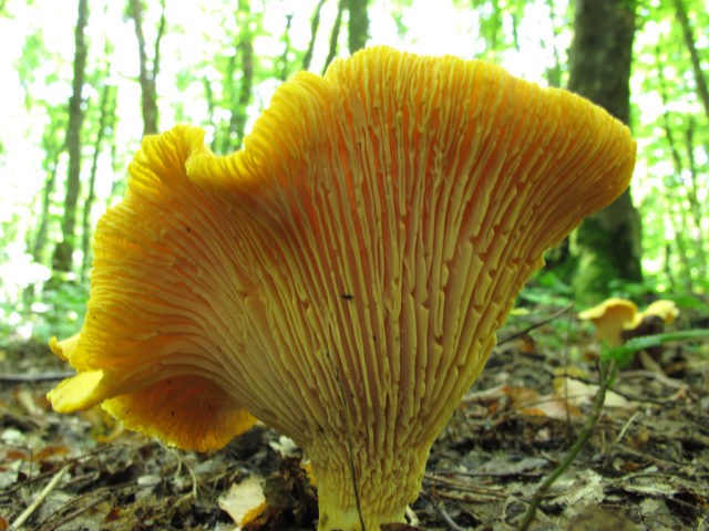 Chanterelle mushrooms: photo and description, why they called it that