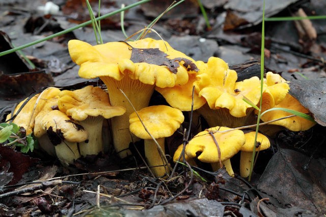 Chanterelle mushrooms: photo and description, why they called it that