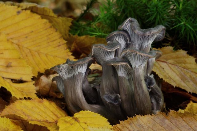 Chanterelle mushrooms: photo and description, why they called it that