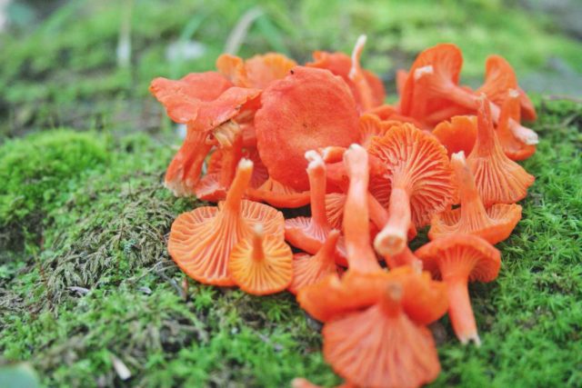 Chanterelle mushrooms: photo and description, why they called it that