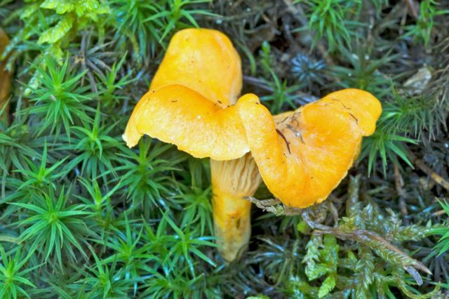 Chanterelle mushrooms: photo and description, why they called it that