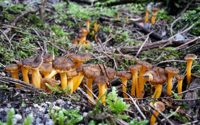 Chanterelle mushrooms: photo and description, why they called it that