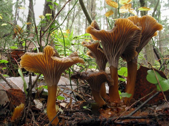 Chanterelle mushrooms: photo and description, why they called it that