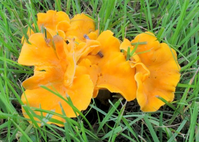 Chanterelle mushrooms: photo and description, why they called it that