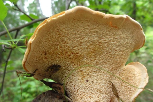 Chanterelle mushrooms: photo and description, why they called it that