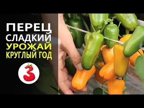 Chanterelle pepper (orange, yellow, red): characteristics and description of the variety, reviews