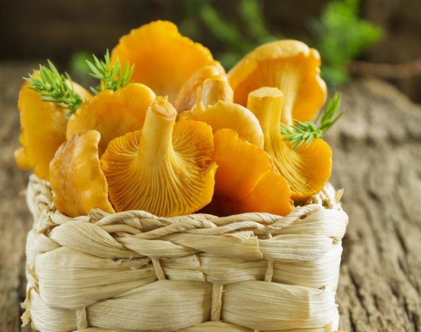 Chanterelle real (ordinary): what it looks like, description