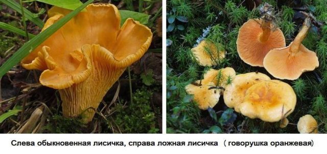 Chanterelle real (ordinary): what it looks like, description