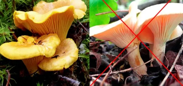 Chanterelle real (ordinary): what it looks like, description