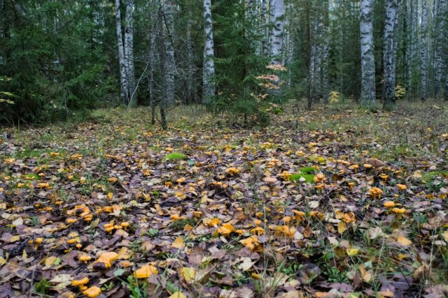 Chanterelle real (ordinary): what it looks like, description