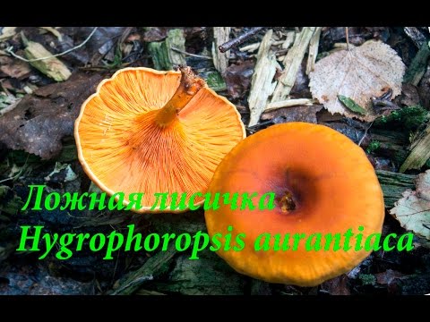 Chanterelle real (ordinary): what it looks like, description