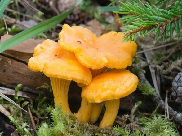 Chanterelle tincture: recipes, use and contraindications