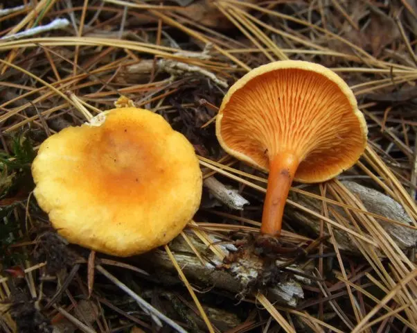 Chanterelle tincture: recipes, use and contraindications