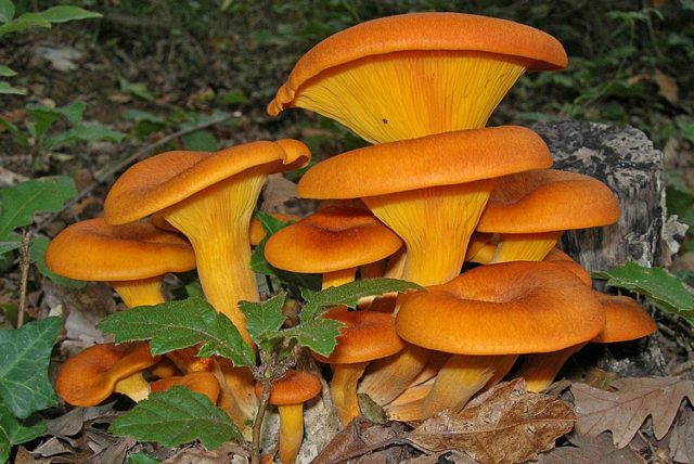 Chanterelle tincture: recipes, use and contraindications