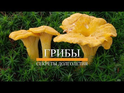 Chanterelle tincture: recipes, use and contraindications